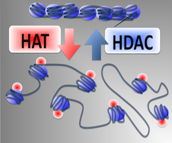 Our paper on HDAC Inhibition