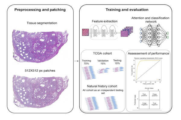 Digital Pathology